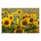 Stupell Industries Central Sunflower in Meadow Wall Plaque, design by Andy Crawford